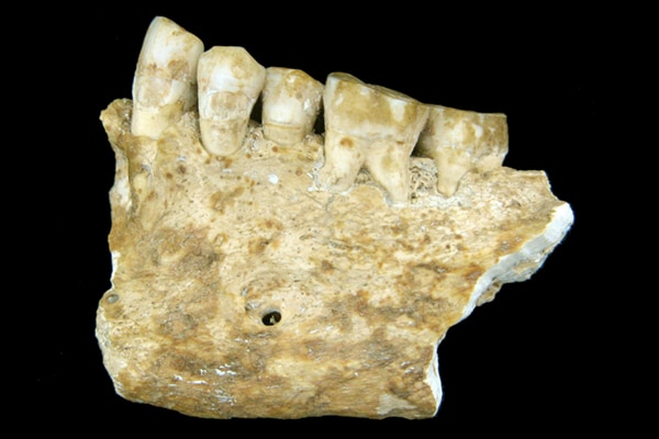 Zalivka, ki je bila najdena na ozemlju Slovenije